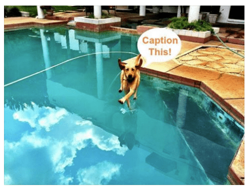 Dog jumping into a pool