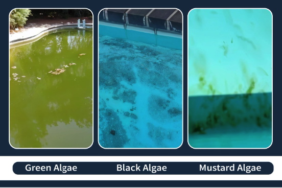 types of algae